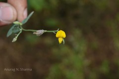 Crotalaria montana